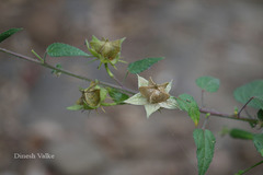 Hibiscus vitifolius
